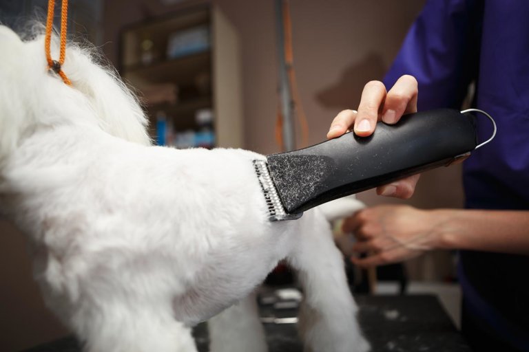 Hundeschermaschine