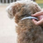 Hundezeckenhalsbänder